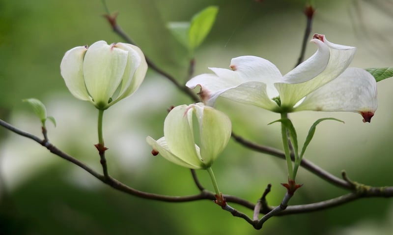 Moonflowers