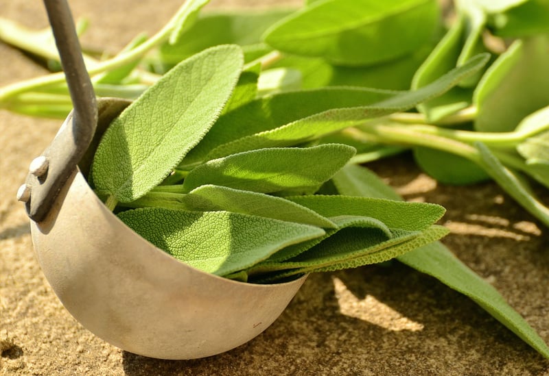 Sacred Sage